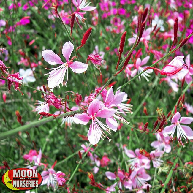 Whirling Butterflies Gaura close-up
