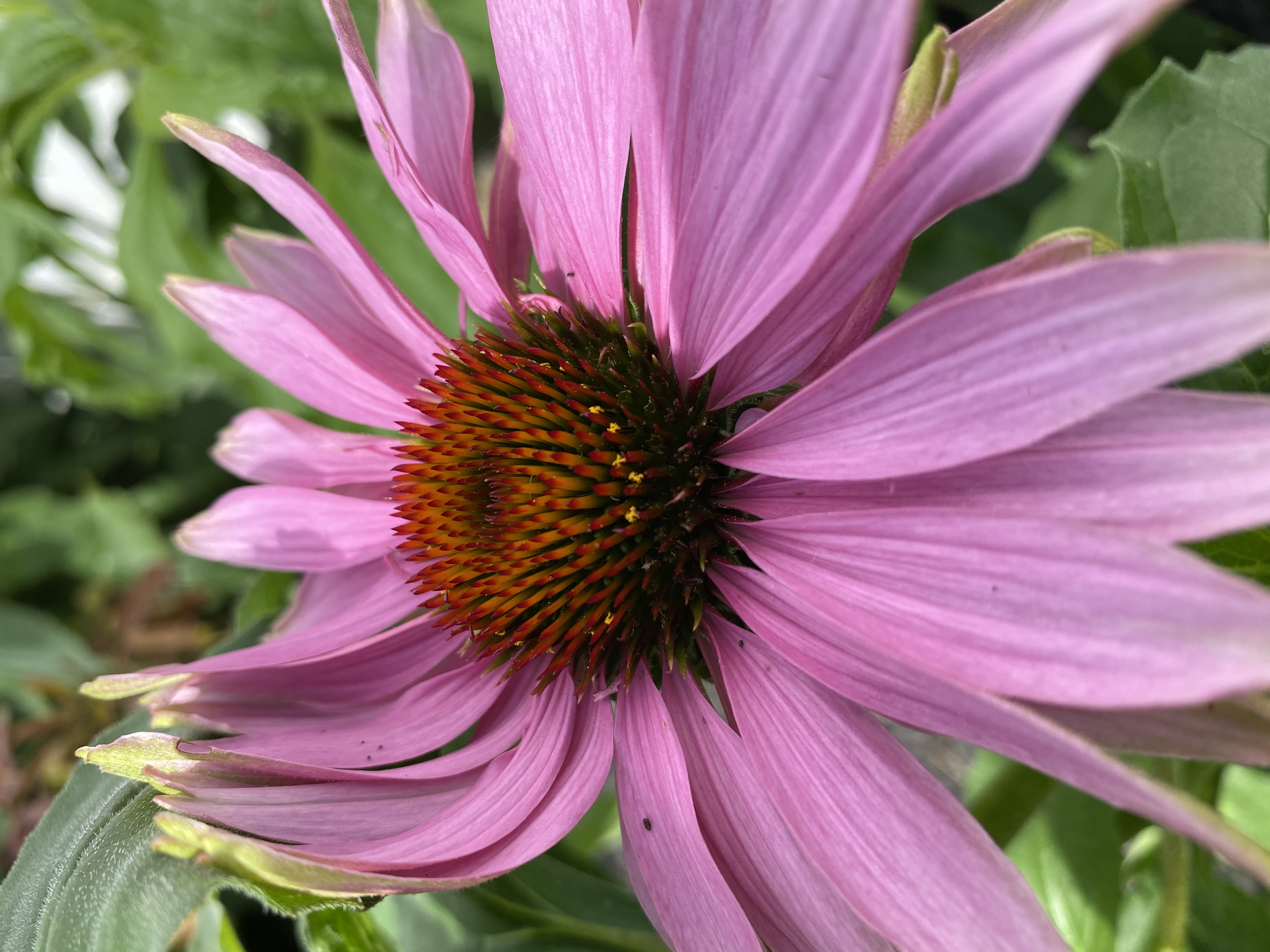 Magnus Echinacea close-up