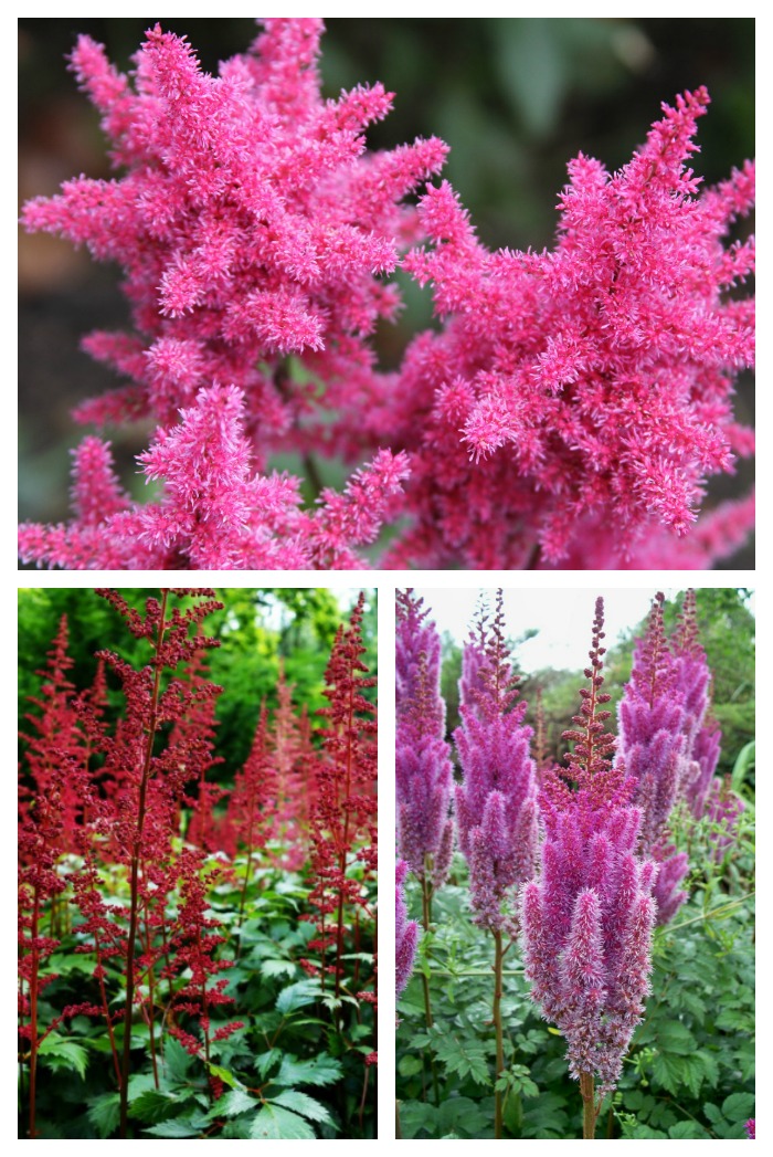 Astilbe close-up