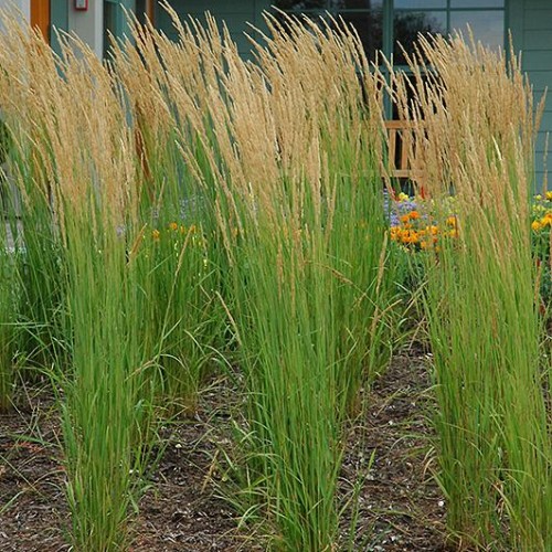 Feather Reed Grass close-up