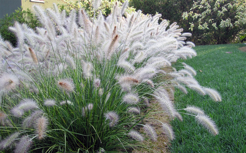 Hameln Dwarf Fountain Grass close-up