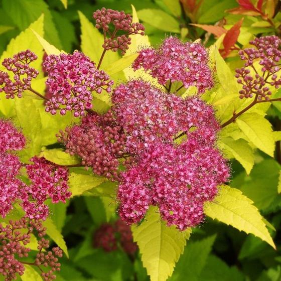 Goldflame Spirea close-up
