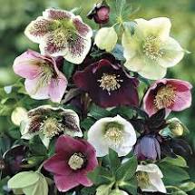 Royal Heritage Hellebore close-up