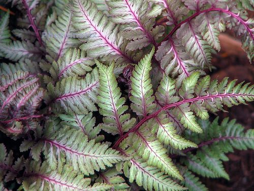 Japanese Painted Fern close-up