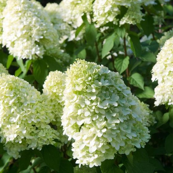 Little Lime Hydrangea close-up