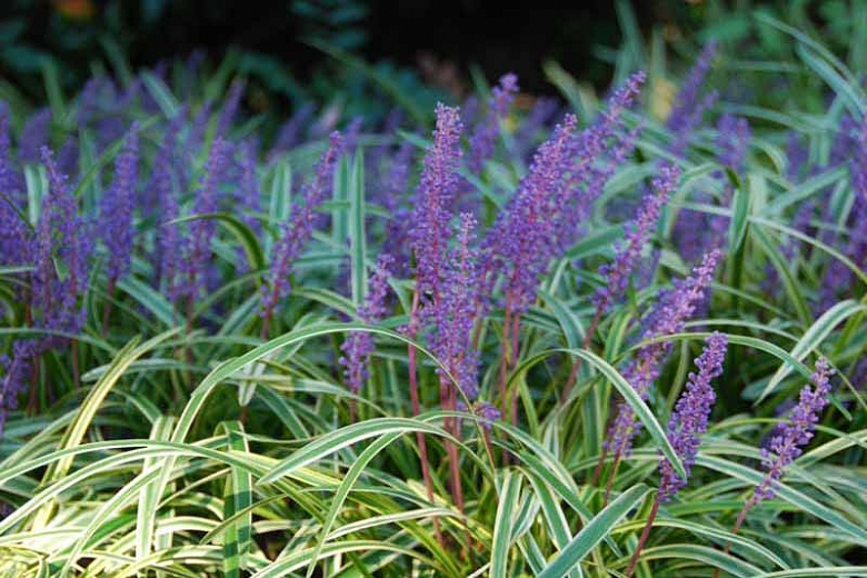 Variegated Liriope close-up