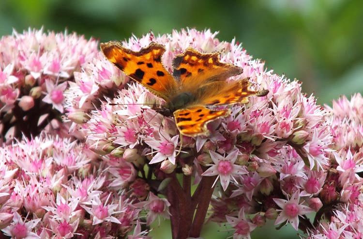 Matrona Red Sedum close-up