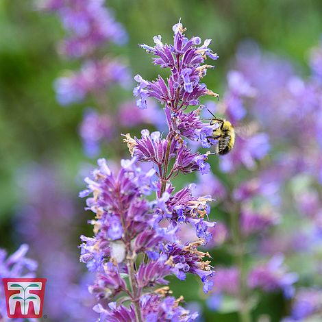 Walkers Low Nepeta close-up