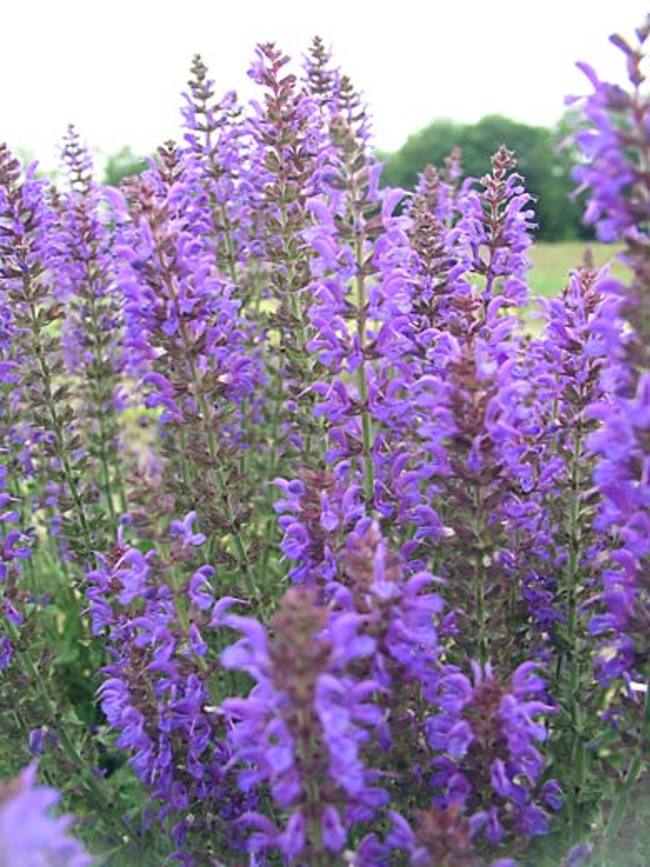 May Night Salvia close-up