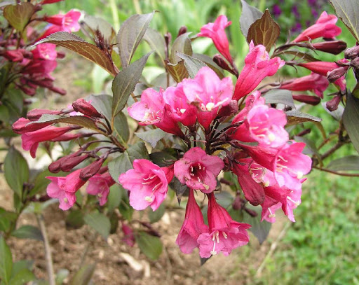 Midnight Wine Weigelia close-up