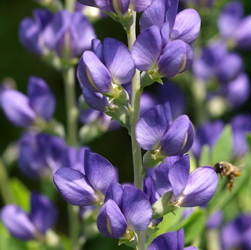 Blue False Indigo Baptisia close-up