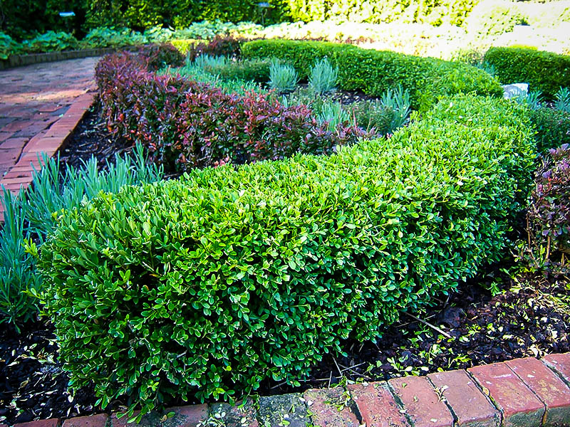 Wintergreen Boxwood close-up